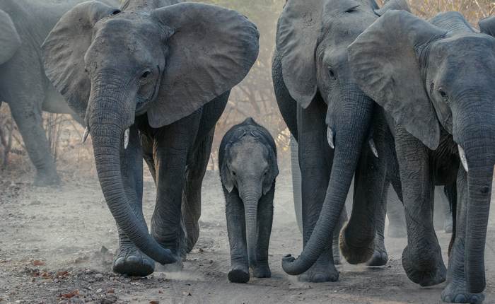 Саванные слоны (Loxodonta africana), фото фотография животные