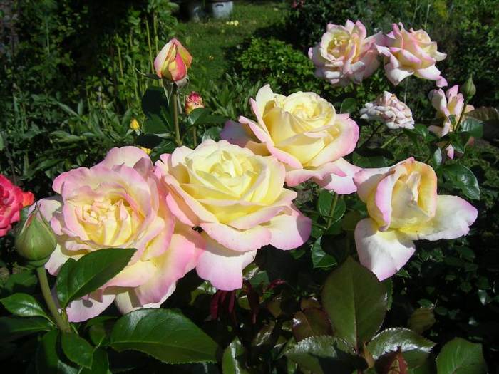 Чайно-гибридная роза Глория Дей, фото фотография растения