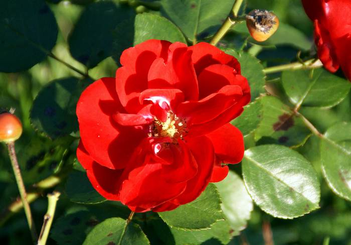 Парковая роза Торнадо, фото фотография цветы