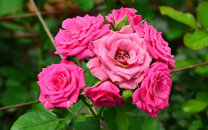 Роза Прекрасная Лидия Спрей, фото фотография цветы