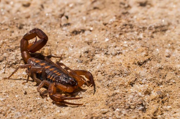 Полосатый скорпион (Centruroides vittatus), фото фотография беспозвоночные