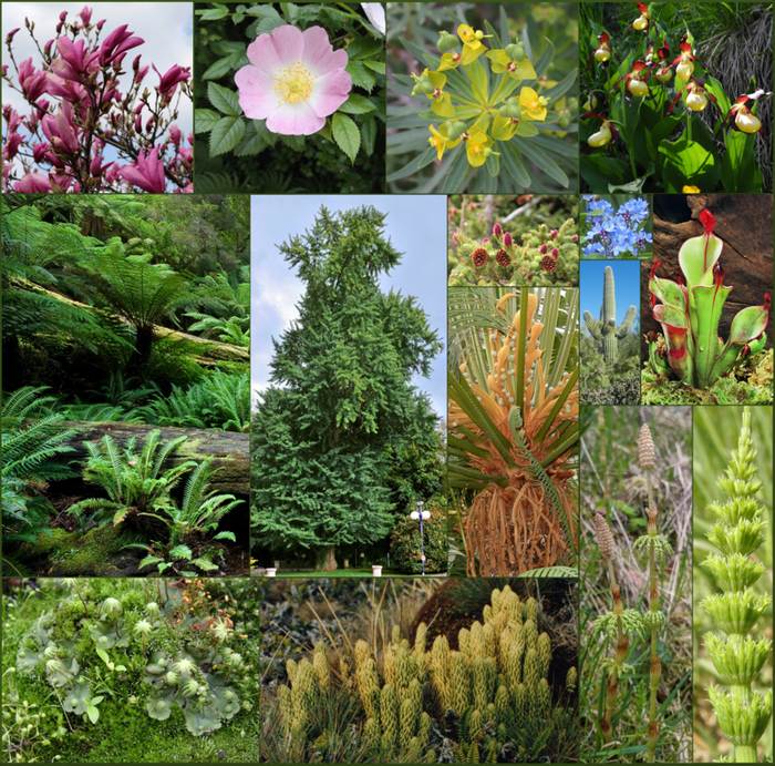 Представители высших растений, фото фотография растения