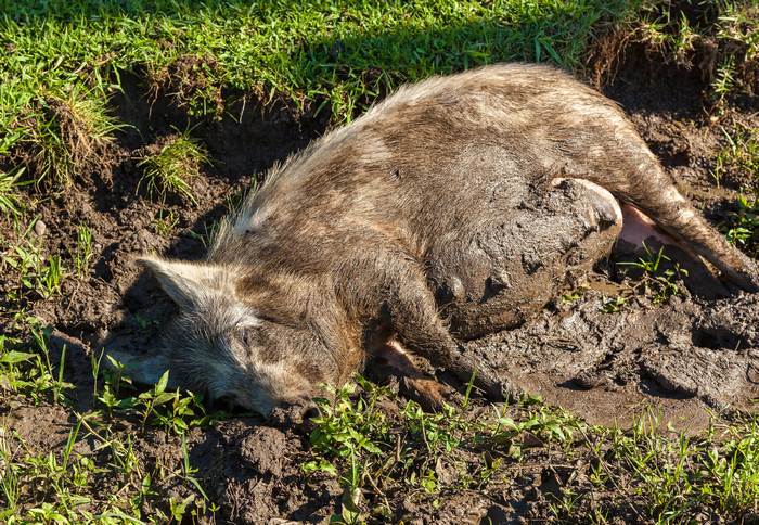 Домашняя свинья (Sus scrofa domesticus) валяется в грязи, фото фотографии