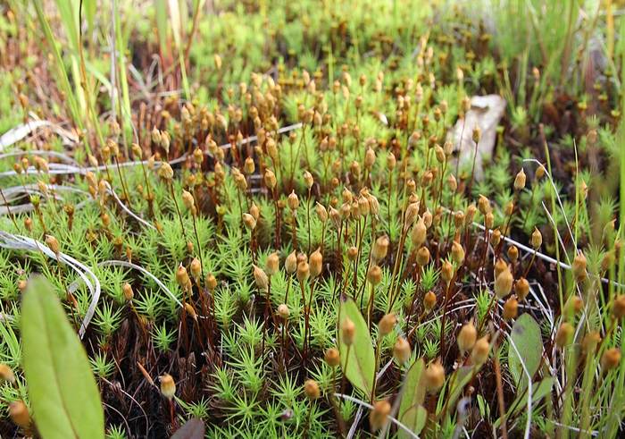 Кукушкин лён обыкновенный (Polytrichum commune), фото фотография растения