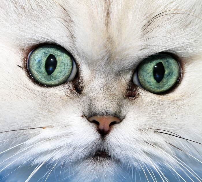Персидская кошка классического типа, фото фотография