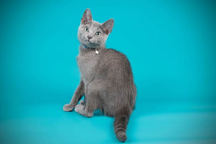 Русская голубая кошка, фото породы кошек