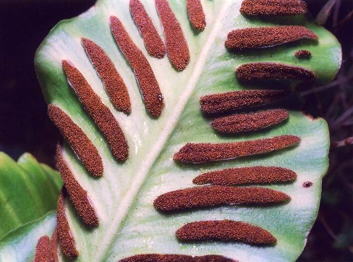 Спороносцы (спорангии, сгруппированные в сори) у папоротника костенец сколопендровый (Asplenium scolopendrium), фото фотография растения