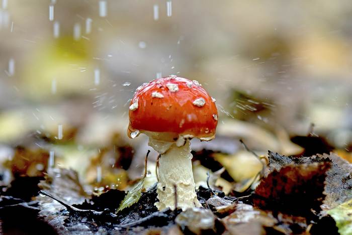 Мухомор под дождем, фото фотография грибы