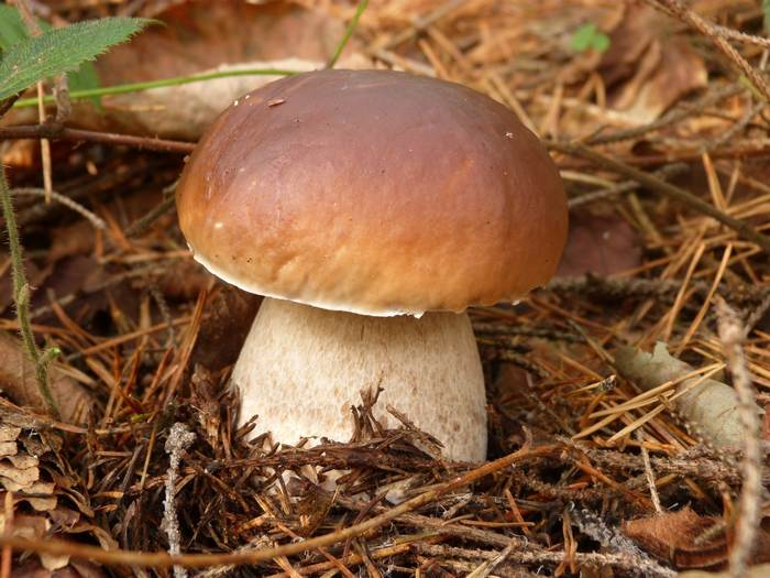 Белый гриб, или боровик (Boletus edulis), фото фотография картинка