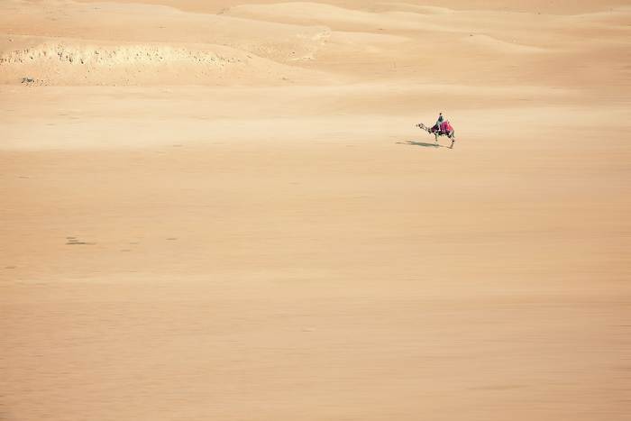 Караван верблюдов передвигается по пустыне, фото фотография животные