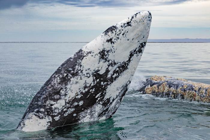 Серый кит, или калифорнийский кит (Eschrichtius robustus), фото фотография ластоногие животные