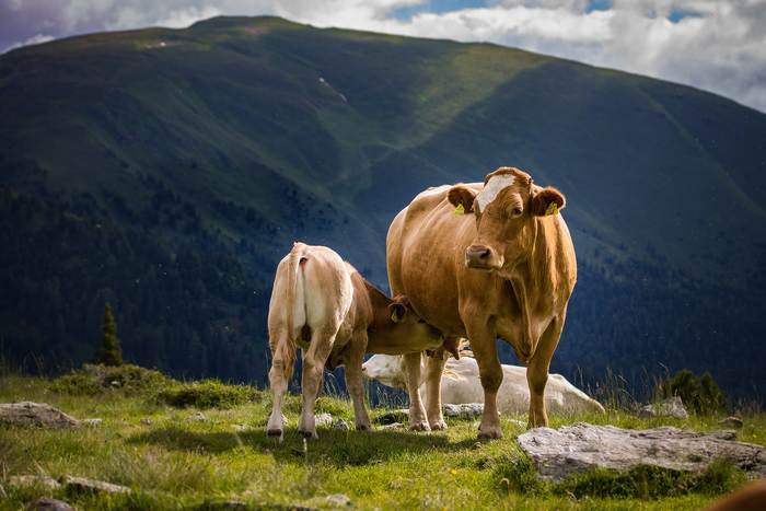 Корова с теленком в горах, фото фотография картинка парнокопытные