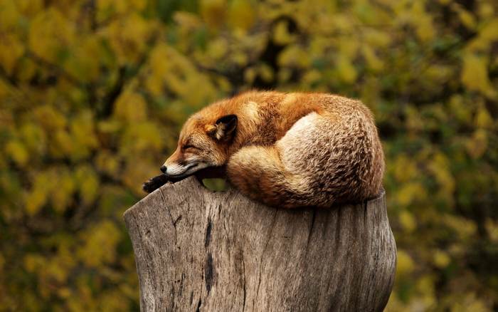 Рыжие, или обыкновенные лисы, фото фотография картинка