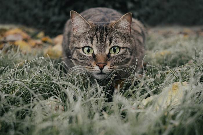 Кошка лежит на траве, фото кошки кот фотография