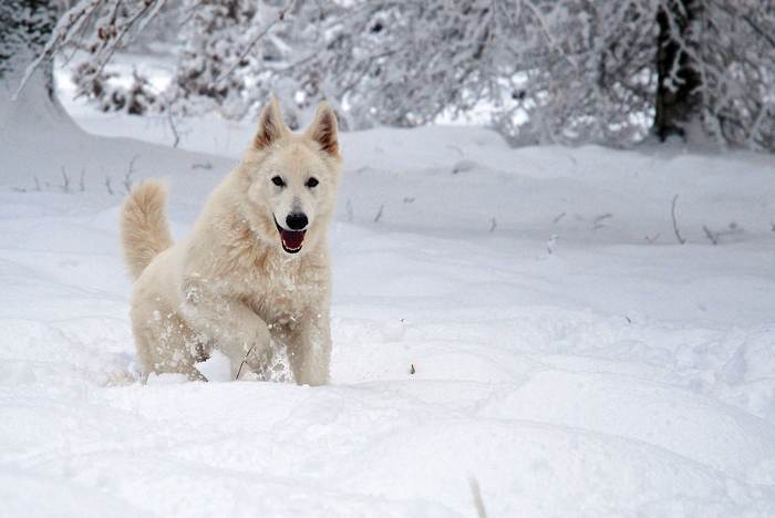 Белая швейцарская овчарка, фото собаки фотография