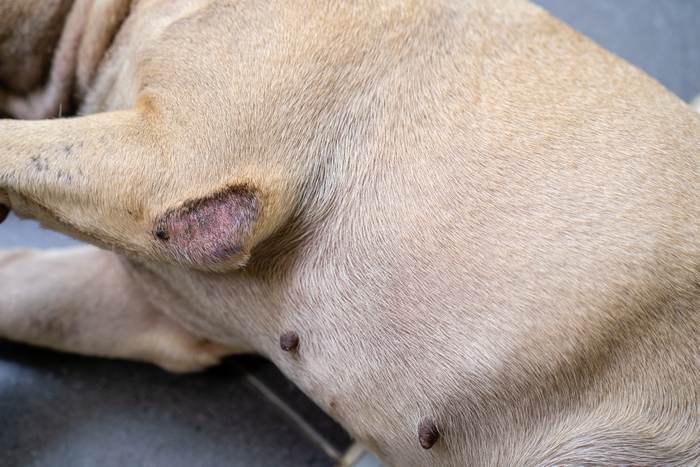 Мозоли на локтях у собаки, фото фотография