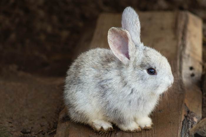 Домашний кролик, фото фотография