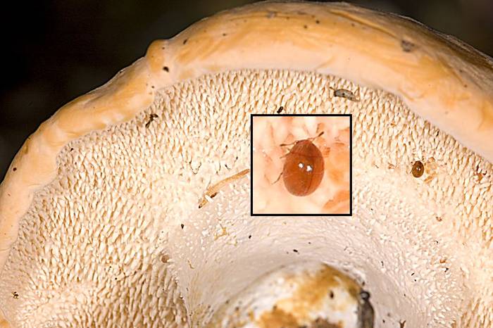 Жук Nanosella fungi, фото фотография