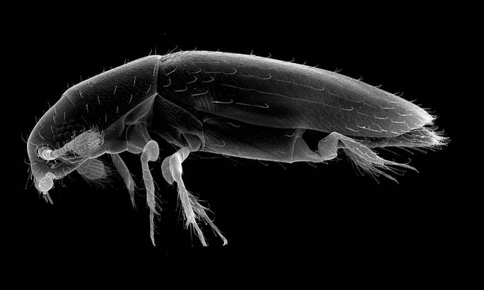 Жук Scydosella musawasensis, фото фотография жуки