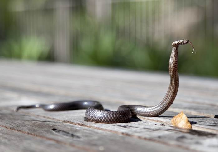 Кобра, ядовитая змея, фото фотография рептилии