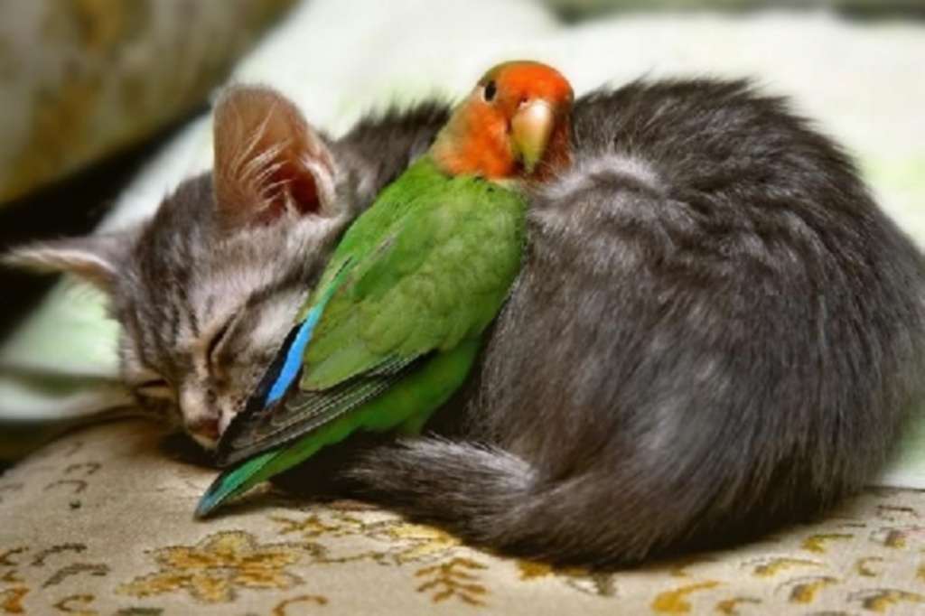 Попугай неразлучник спит на котенке, прикольное фото смешная картинка