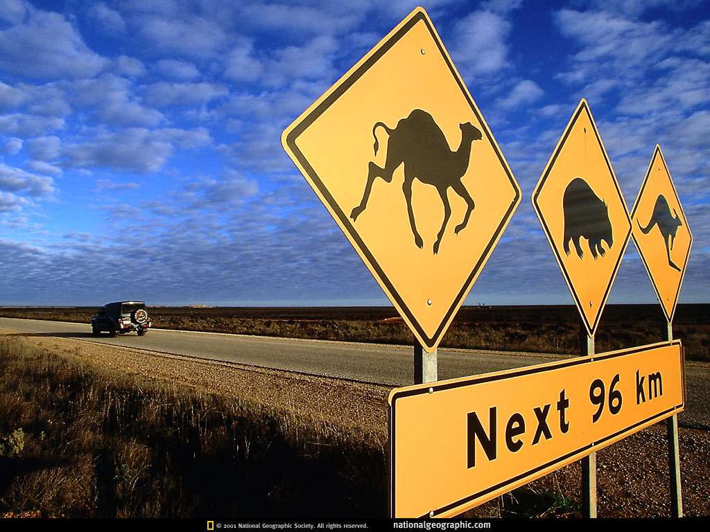 Дорожный знак: Осторожно! Верблюды, кенгуру и вомбаты!, прикольное фото смешная картинка