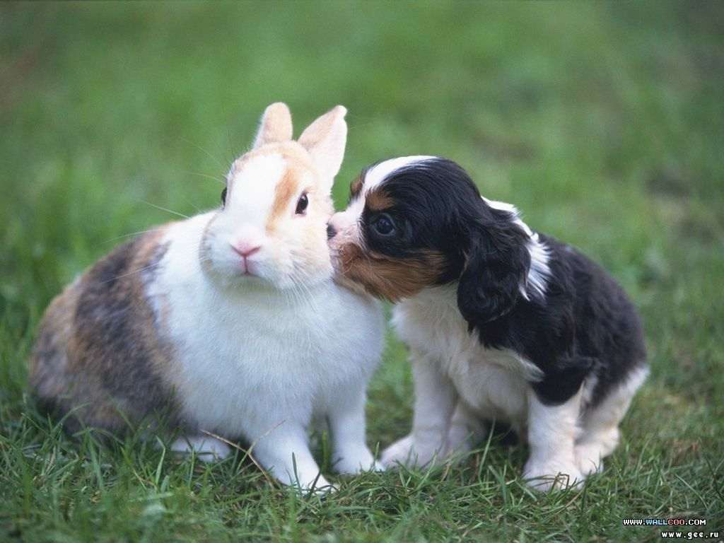 Щенок спаниеля и карликовый кролик, прикольное фото смешная картинка