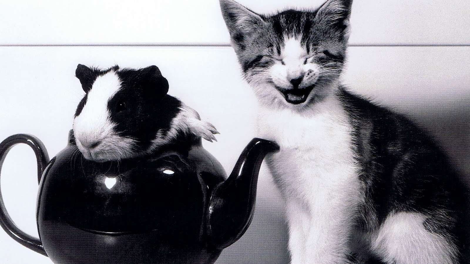 Котёнок и морская свинка в чайнике, прикольное черно-белое фото смешная картинка