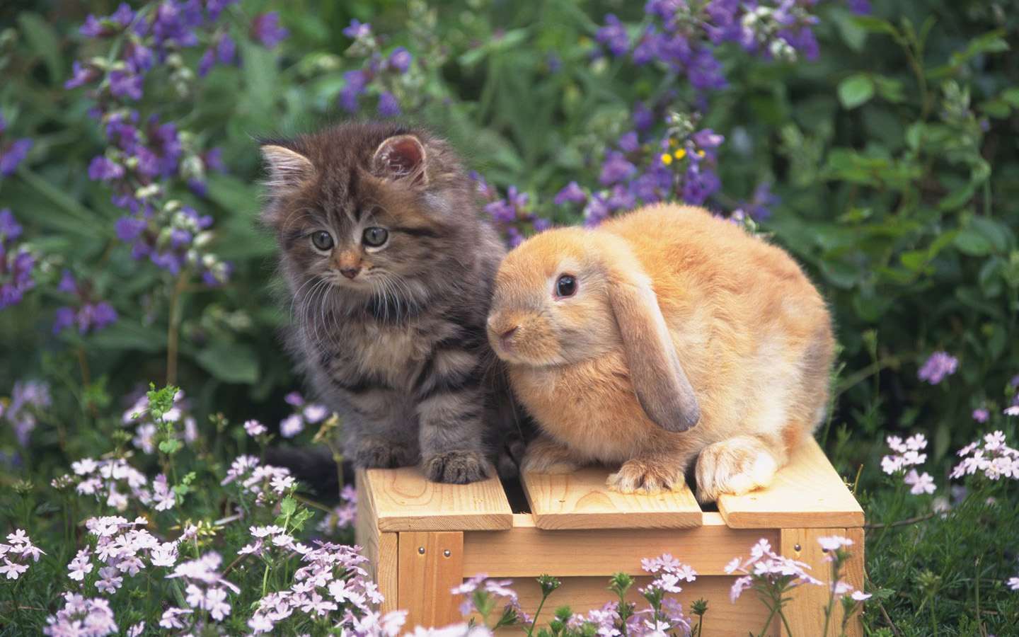 Котенок и баран (карликовый кролик), прикольное фото смешная картинка