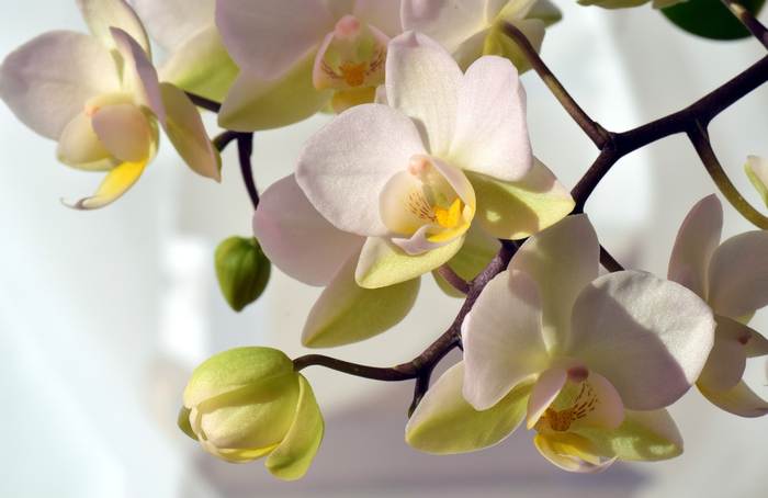 Орхидеи, фото фотография цветы