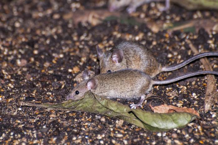 Домовая мышь (Mus musculus), фото картинка фотография