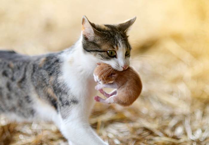 Кошка тащит котенка за шкирку, фото фотография разведение кошек