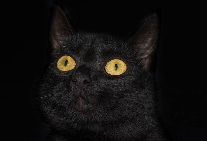 Кошка с желтыми глазами, фото фотография