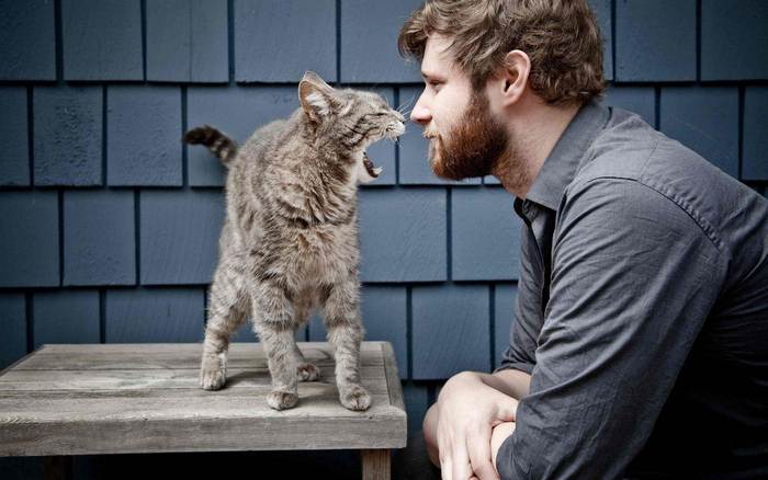 Зевающая кошка и мужчина, фото фотография