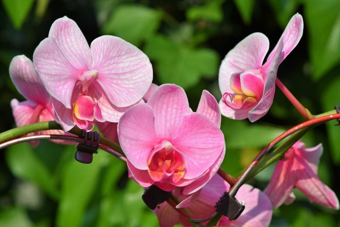 Цветущая орхидея, фото фотография цветы