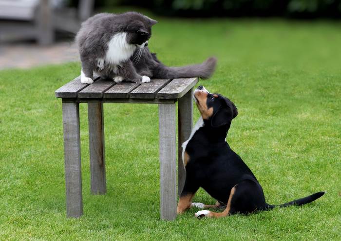 Кошка и щенок, фото фотография 