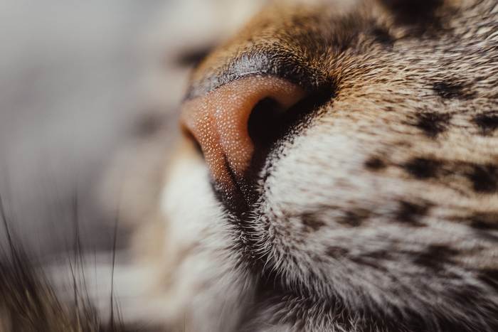 Нос кошки, фото фотография