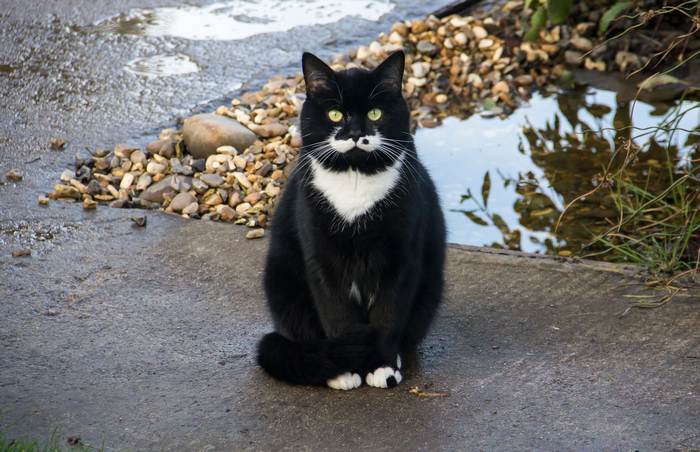 Кот с усами на улице, фото фотография кошки