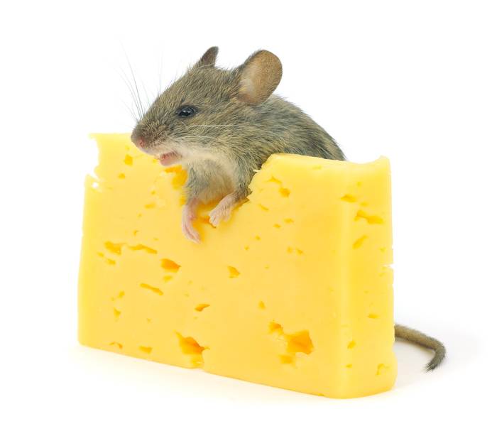 Мышь в сыре, мышка и сыр, фото фотография 