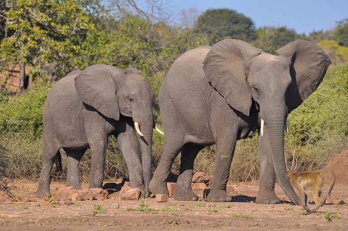 Два слона, фото животные фотография