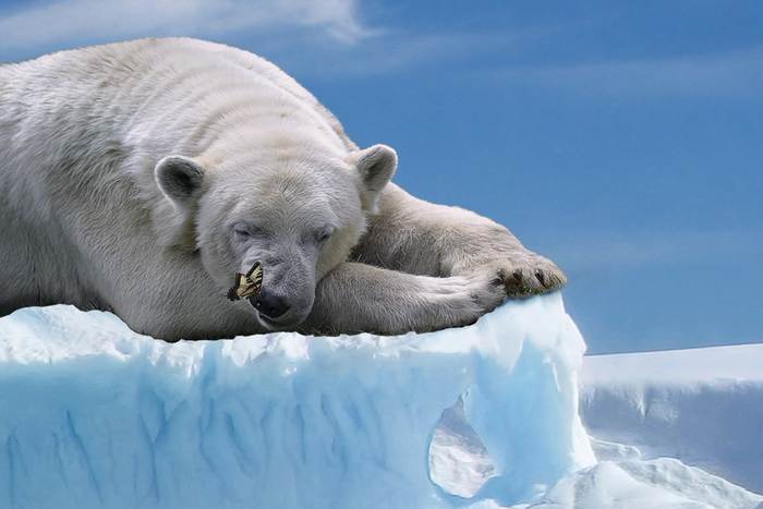 Спящий полярный медведь (Ursus maritimus), фото звери фотография 