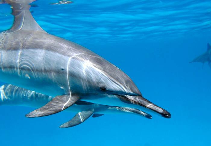 Дельфины под водой, фото фотография 