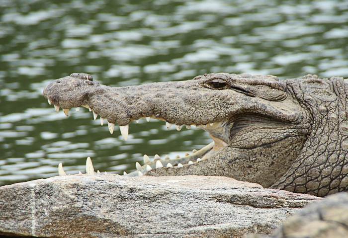 Морда крокодила, фото фотография рептилии