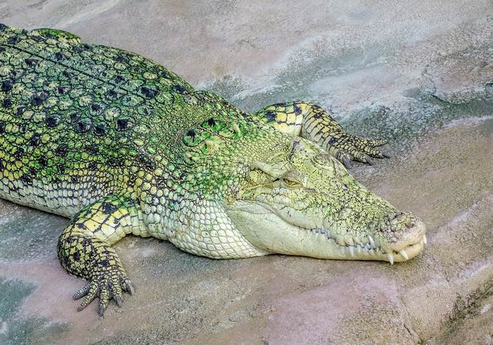 Зеленый крокодил, фото фотографии рептилии 