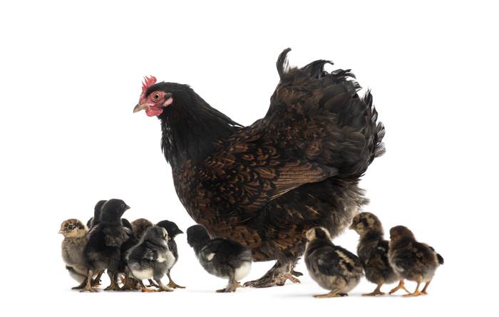 Черная курица с цыплятами, фото птицы фотография 