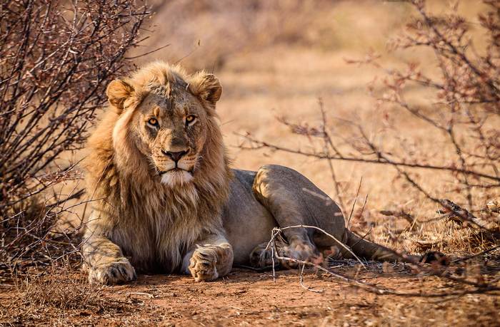 Лев отдыхает под кустом, фото фотографии животные