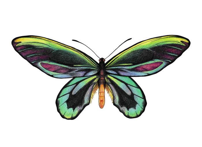 Птицекрылка королевы Александры (Ornithoptera alexandrae), фото фотографии бабочки