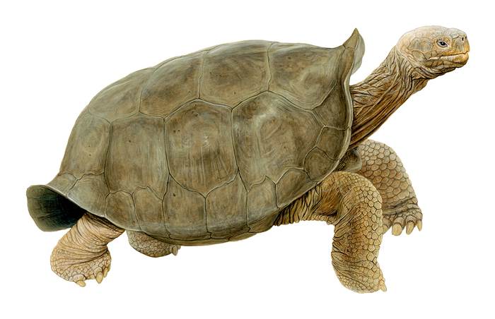 Гигантская фернандинская черепаха (Chelonoidis phantasticus), рисунок картинка рептилии