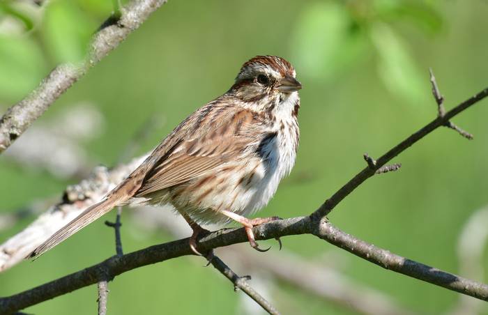 Певчая овсянка (Melospiza melodia), фото фотографии птицы