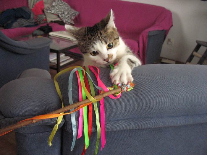 Кошка играет с палочкой и лентами, фото фотографии 